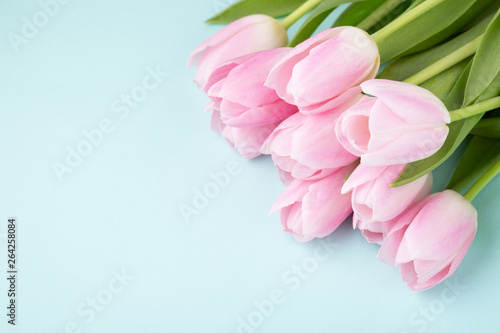 Pink tulips on blue background.
