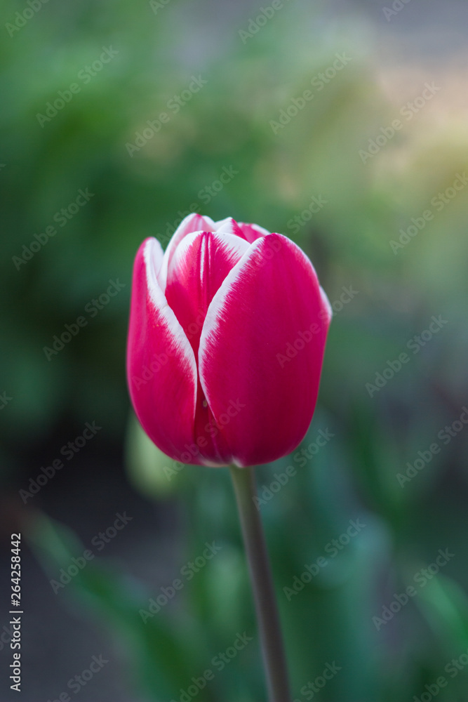 Tulip Tulip