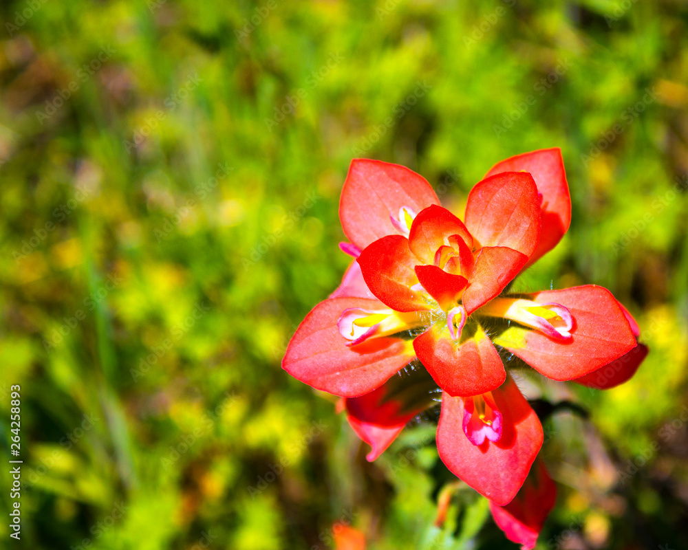 Fototapeta premium red flower