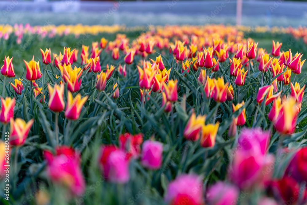 Kelchtulpen Kelchtulpen