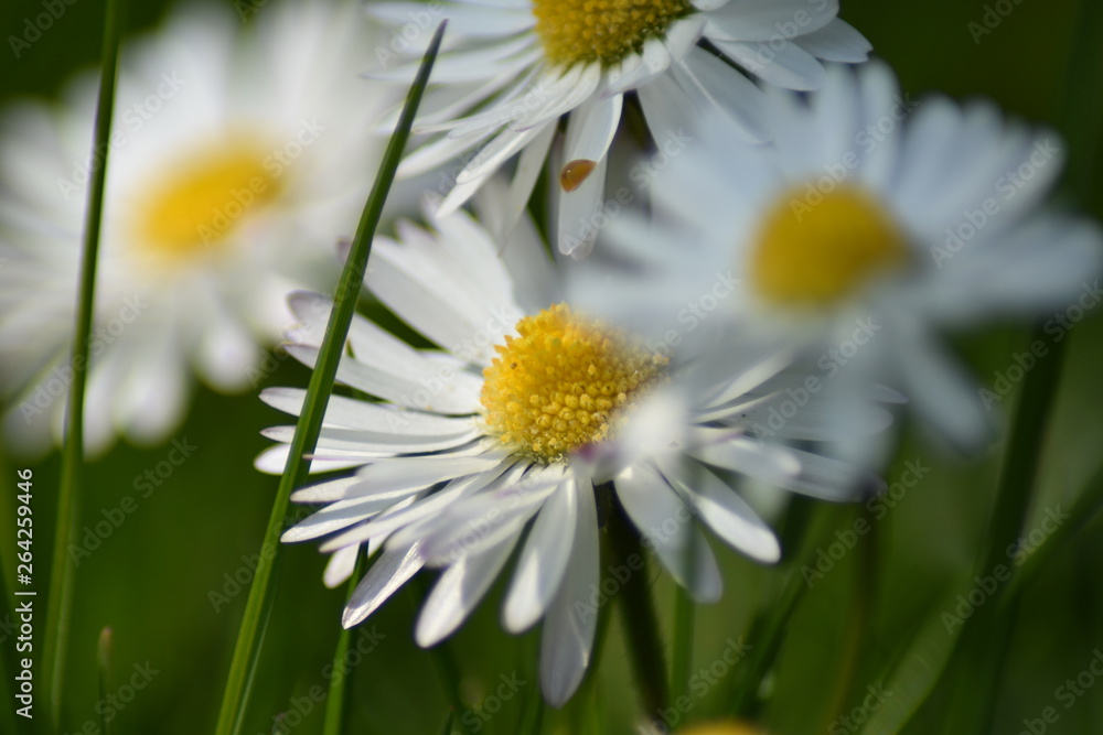 Obraz premium Gänseblümchen (Bellis perennis)