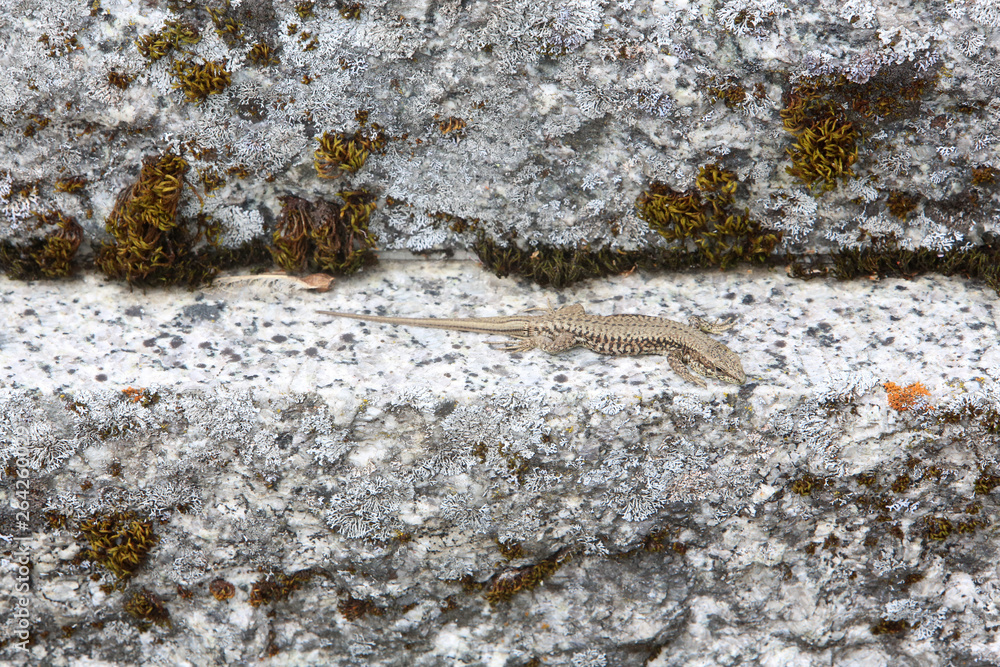 Obraz premium Lézard sur une pierre tombale. / Lizard on a gravestone.