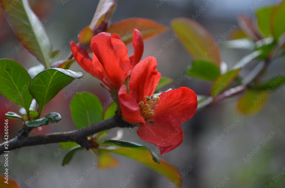 spring blooms, chhenomeles branch with red flowers spring blooms, chhenomeles branch with red flowers