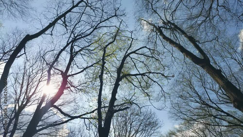 Background Tree branches against the blue sky. View from bottom to top. Background Tree branches against the blue sky. View from bottom to top.