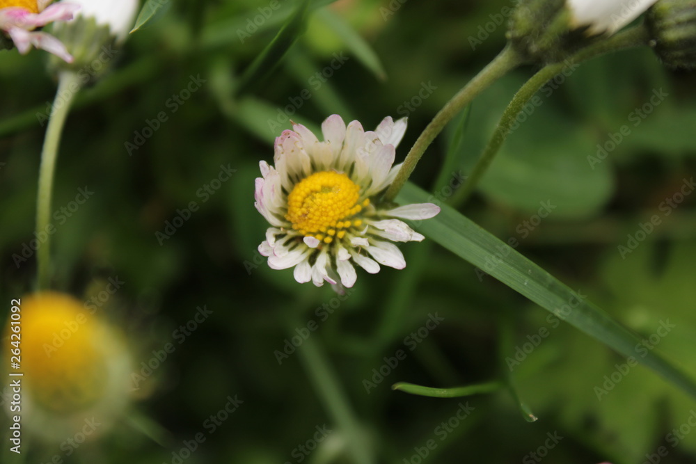 Obraz premium Margarita silvestre