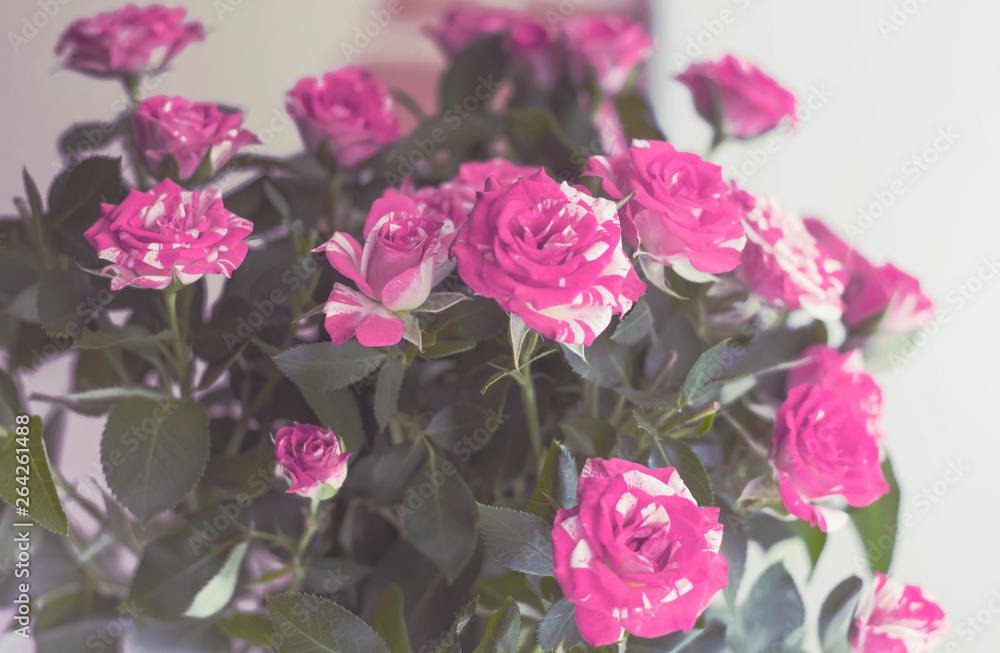 postcard delicate roses in soft pink light on white background postcard delicate roses in soft pink light on white background