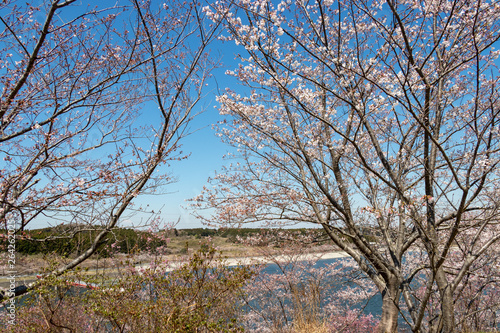 Wallpaper Mural 長柄ダムの桜　千葉県長生郡長柄町 Torontodigital.ca
