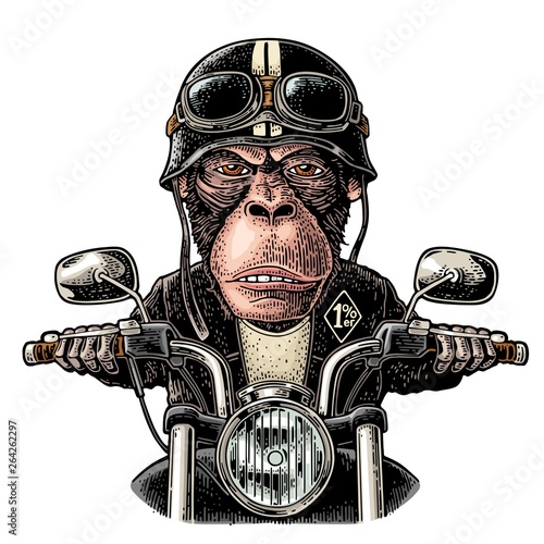 Monkey driving a motorcycle rides. Vector vintage engraving