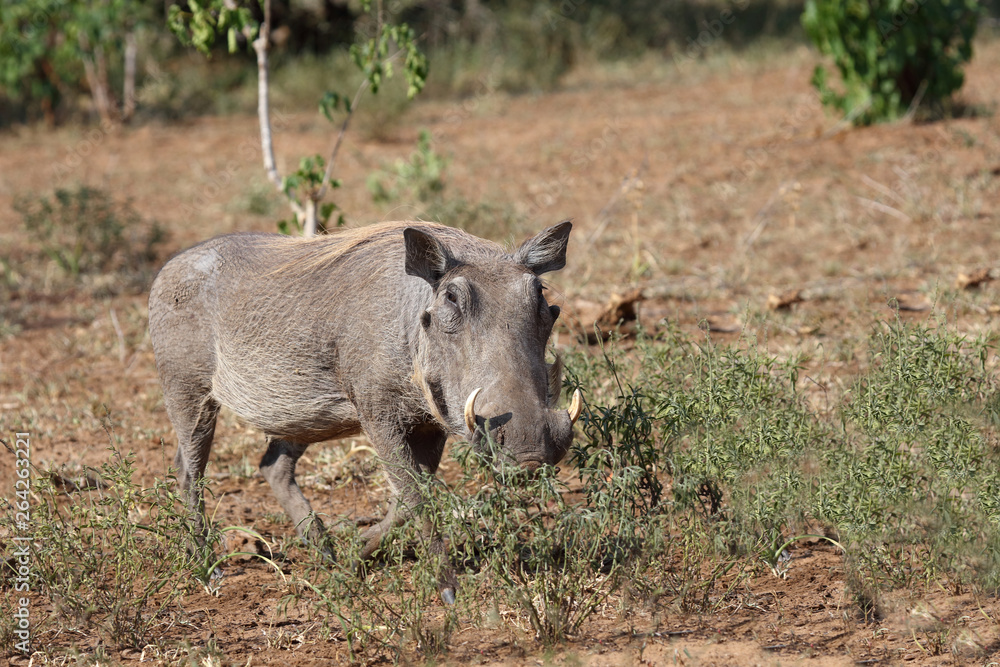 Warzenschwein / Warthog / Phacochoerus africanus Warzenschwein / Warthog / Phacochoerus africanus