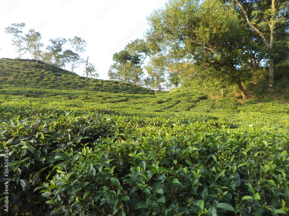 tea garden tea garden
