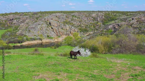 dunkey on the field against the rocky landscape photo