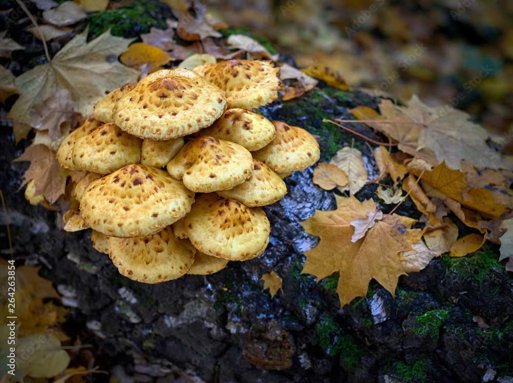 mushroom in the forest on a tree mushroom in the forest on a tree