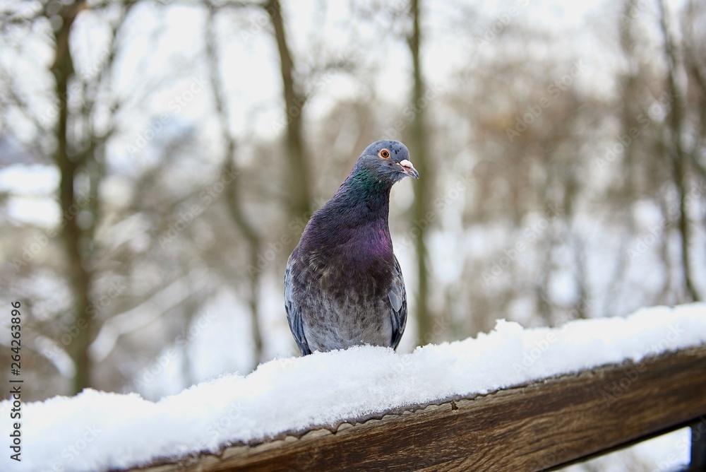 city pigeon in the snow on the railing city pigeon in the snow on the railing