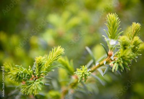 young shoots of pine