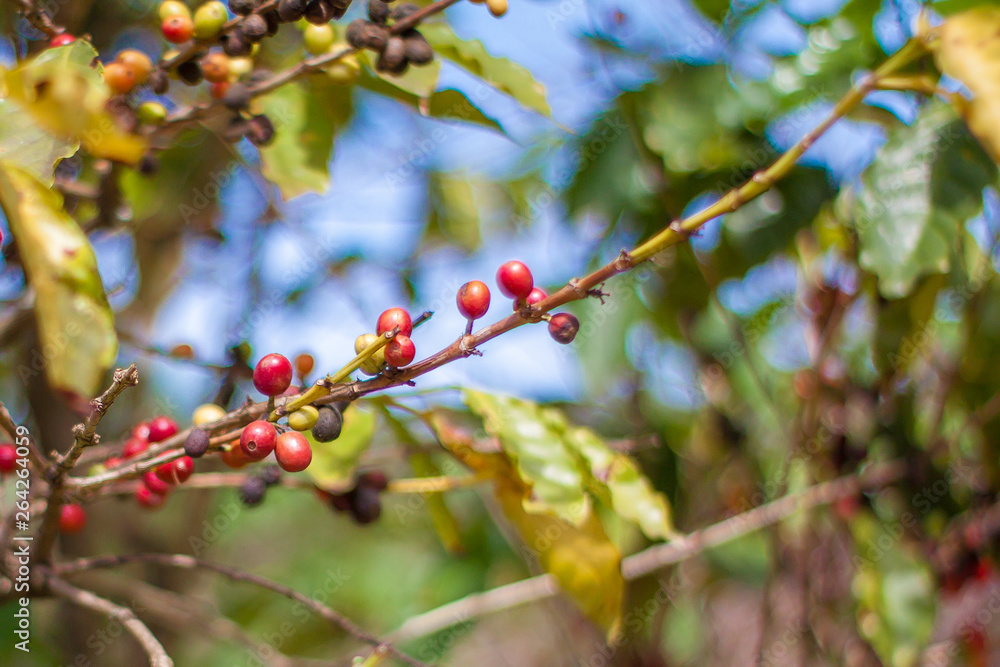 Red and green coffee beans in macro photography Red and green coffee beans in macro photography