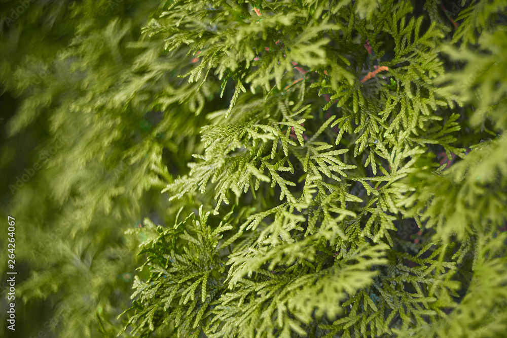 closeup of dill in the garden