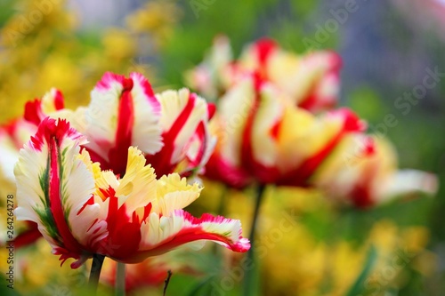 parrot Tulip 'Flaming Parrot' Tulipa ×gesneriana Parrot