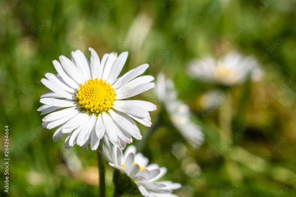 Fresh Daisy flower on green meadow Fresh Daisy flower on green meadow