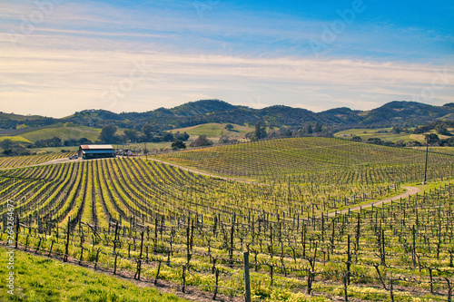 Vineyard in Sonoma County  CA. 