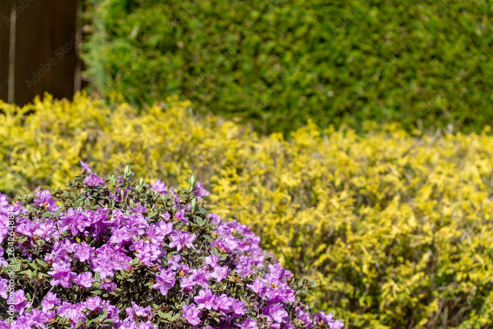 Fototapeta premium Tri-color flowers and bushes