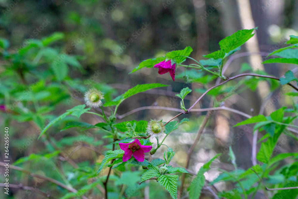 Lonely pink flowers Lonely pink flowers