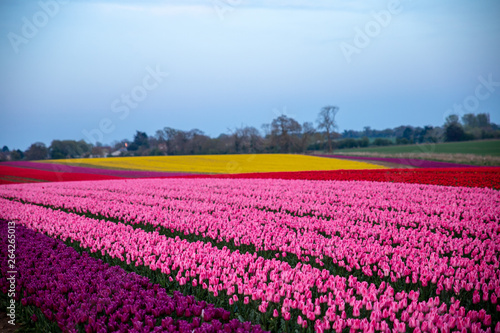 Tulip Field Norfolk England