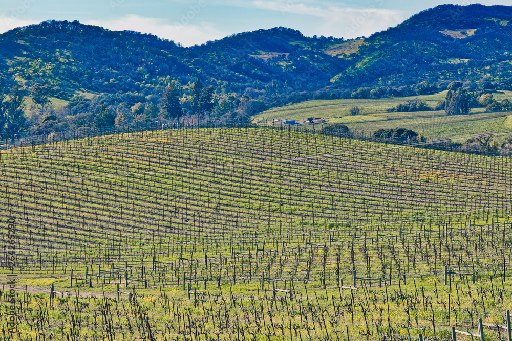 Sprawling vineyard in Sonoma, CA. (USA)