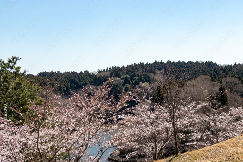 Fototapeta premium 長柄ダムの桜 千葉県長生郡長柄町