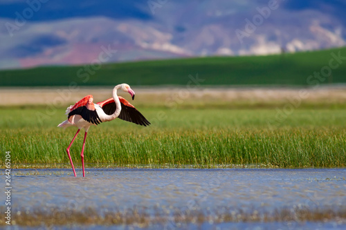 Nature and birds. Bird: Greater Flamingo. Phoenicopterus roseus. Green blue nature background.