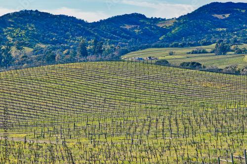 Sprawling vineyard in Sonoma  CA.  USA 