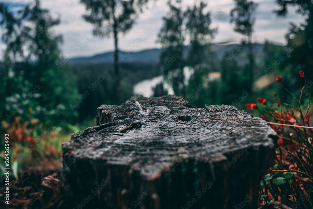 Obraz premium stump in forest
