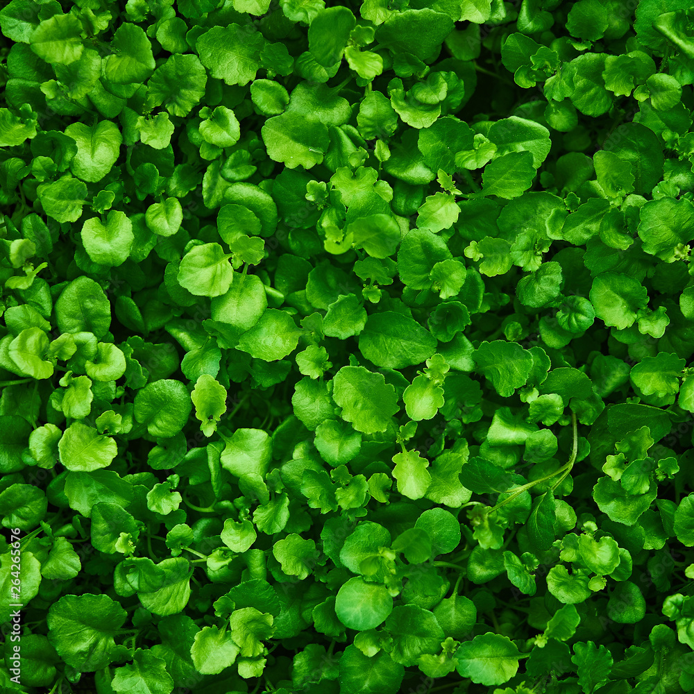 green background of leaves. sheets with a canvas texture for design. plants natural natural eco background green background of leaves. sheets with a canvas texture for design. plants natural natural eco background