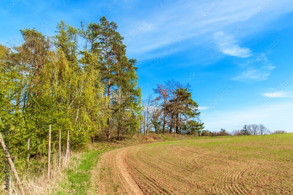 Pine trees at the edge of a forest near a field in the Czech Republic. Spring day in the forest. Rural landscape. Firewood.