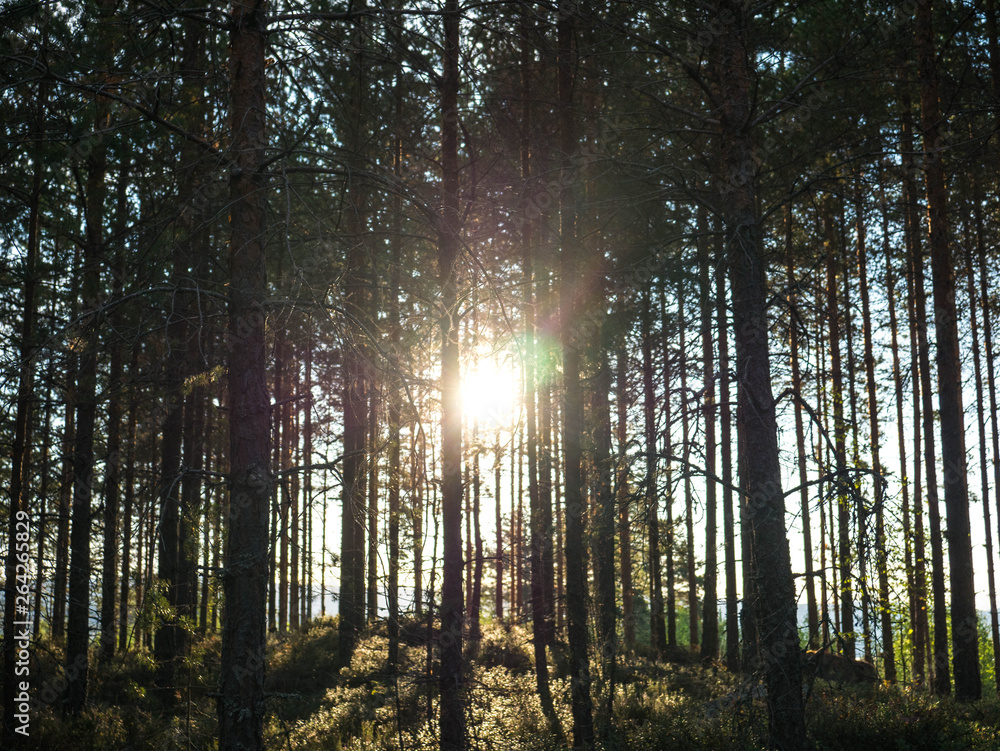 Obraz premium sunset in the forest