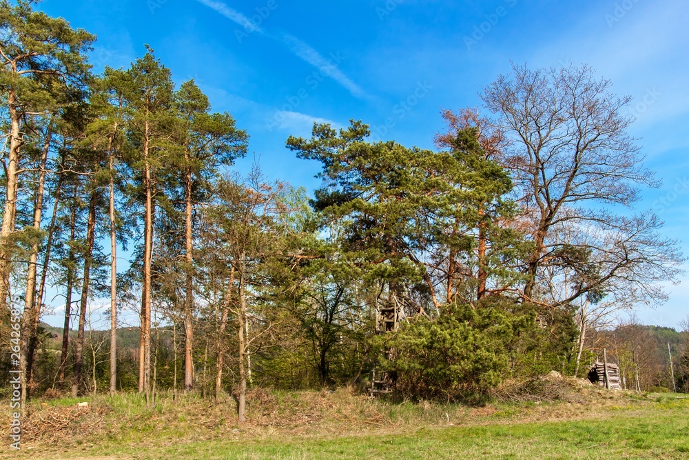 Fototapeta premium Pine trees at the edge of a forest near a field in the Czech Republic. Spring day in the forest. Rural landscape. Firewood.