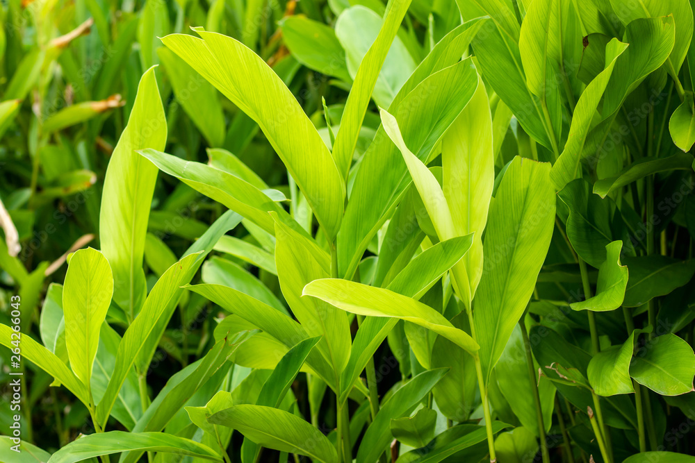 Obraz premium Galangal Sapling many trees Have both leaves White, light green, dark green are plant in the ginger family,is an herb used in cooking,especially in Indonesian and Thai cuisines.