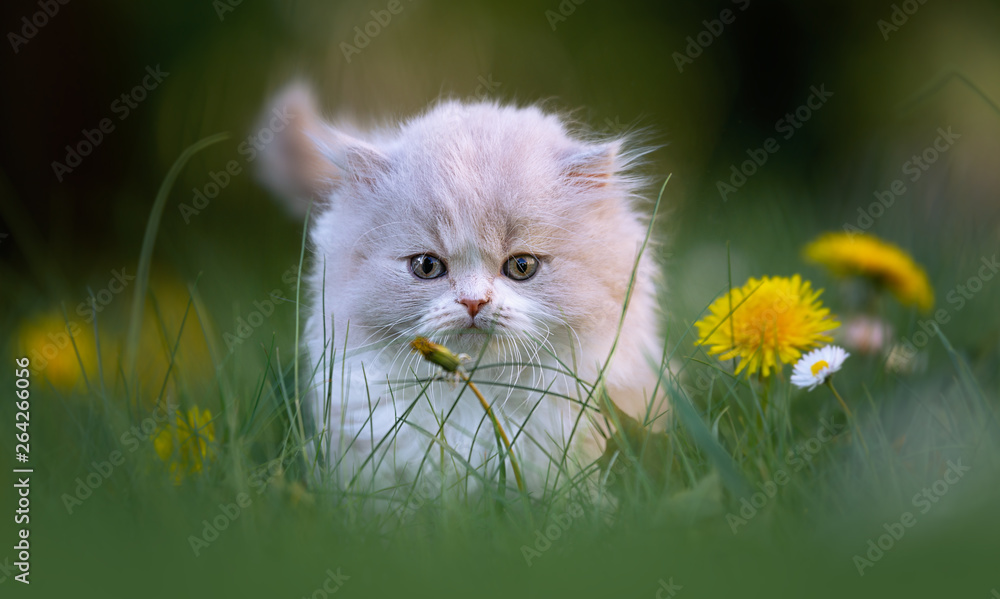 Grumpy Cat, BLH Kitten guckt grimmig auf einer Wiese mit Blumen