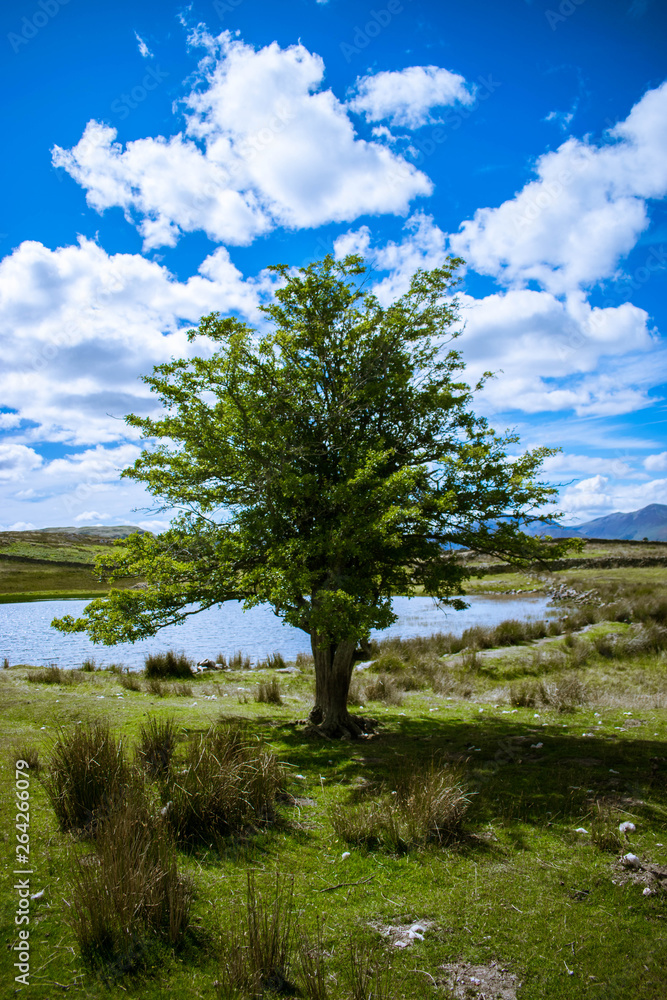 landscape with trees and blue sky landscape with trees and blue sky