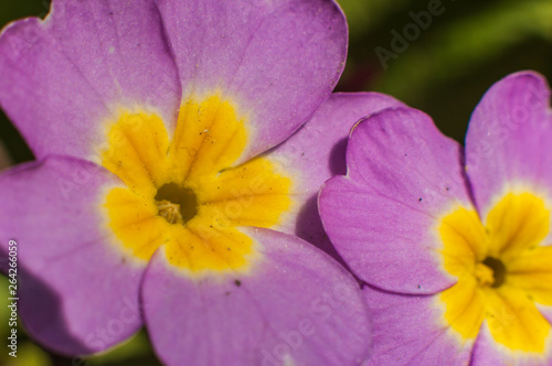 Young pink primrose primula flowers bouquet growing