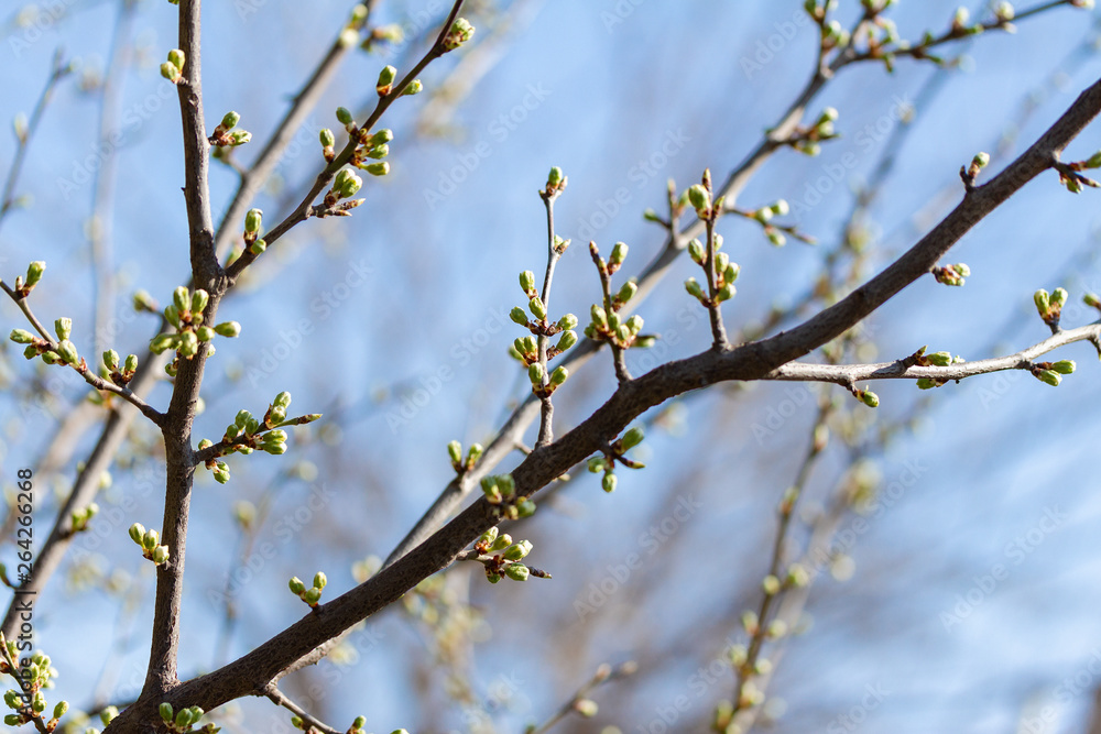 first spring leaves first spring leaves