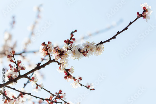 flowering tree