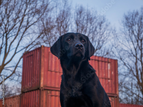 Dog