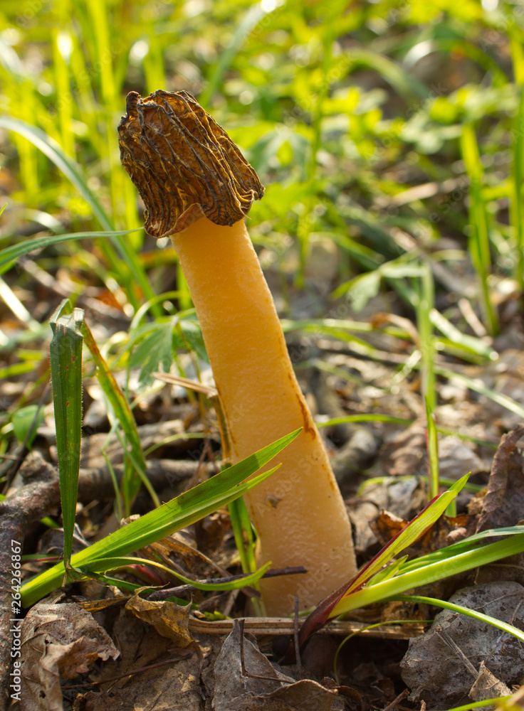 Spring mushroom Morel Spring mushroom Morel
