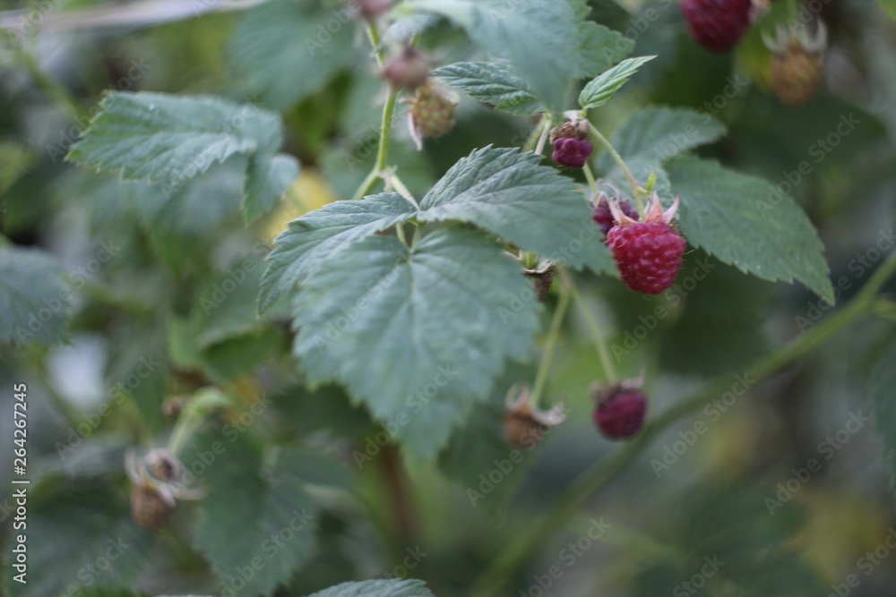 raspberry berries in the garden raspberry berries in the garden