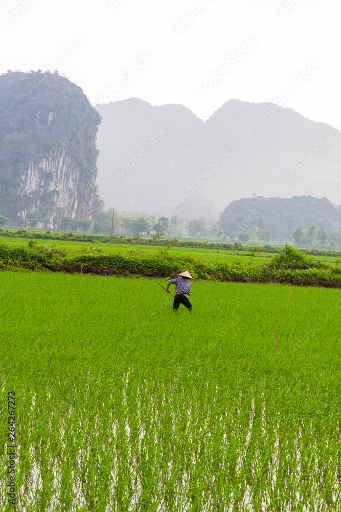 farmer working in the rice fields farmer working in the rice fields