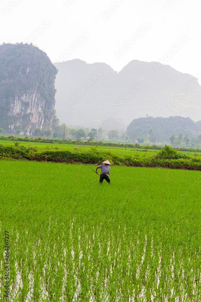 farmer working in the rice fields