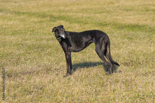 Full body portrait of Black hortaya borzaya female dog in spring fields