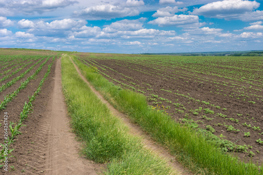 Summer landscape with earth road between young growth of maize and sunflowerfields in central Ukraine