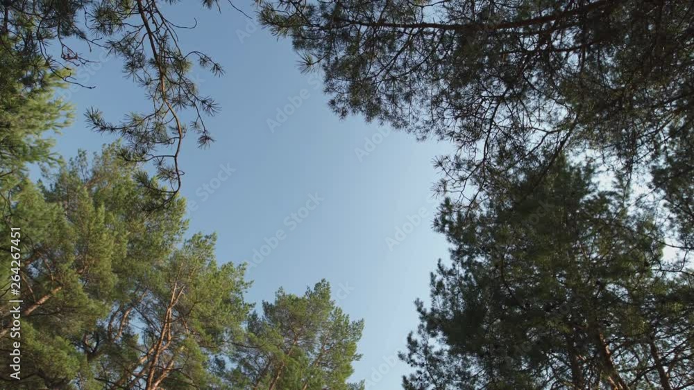 Blue clear sky visible through trees high up top - Latvia pine trees Blue clear sky visible through trees high up top - Latvia pine trees