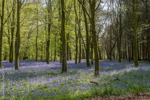 Fototapeta Naklejka Na Ścianę i Meble -  Spring bluebells in the  forest.